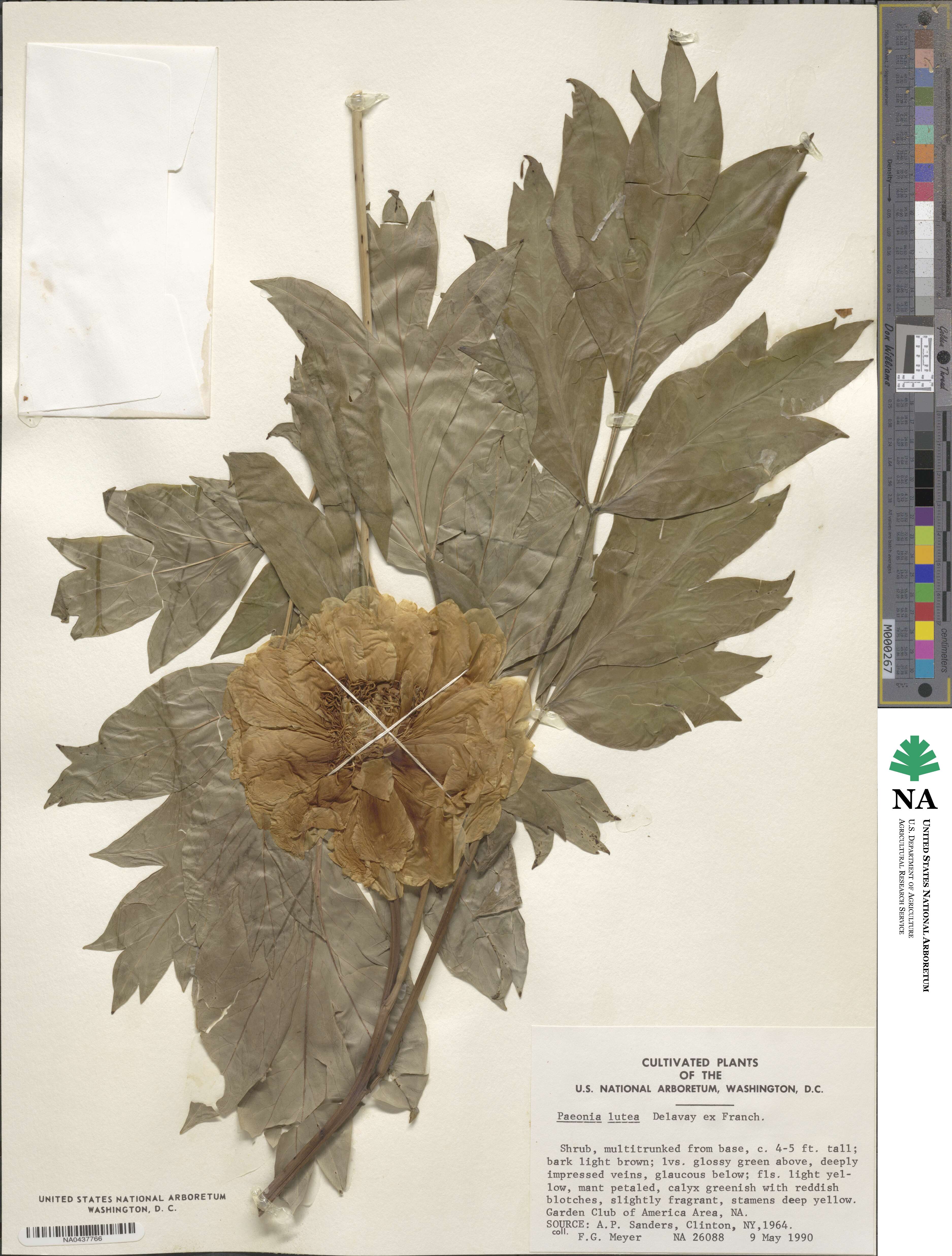 Paeonia delavayi subsp. lutea image