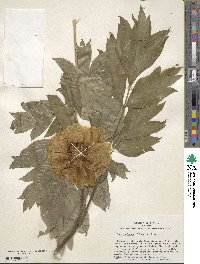 Paeonia delavayi image