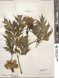 Paeonia delavayi image