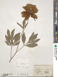 Paeonia officinalis image