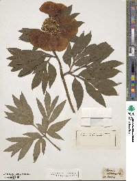 Paeonia officinalis image