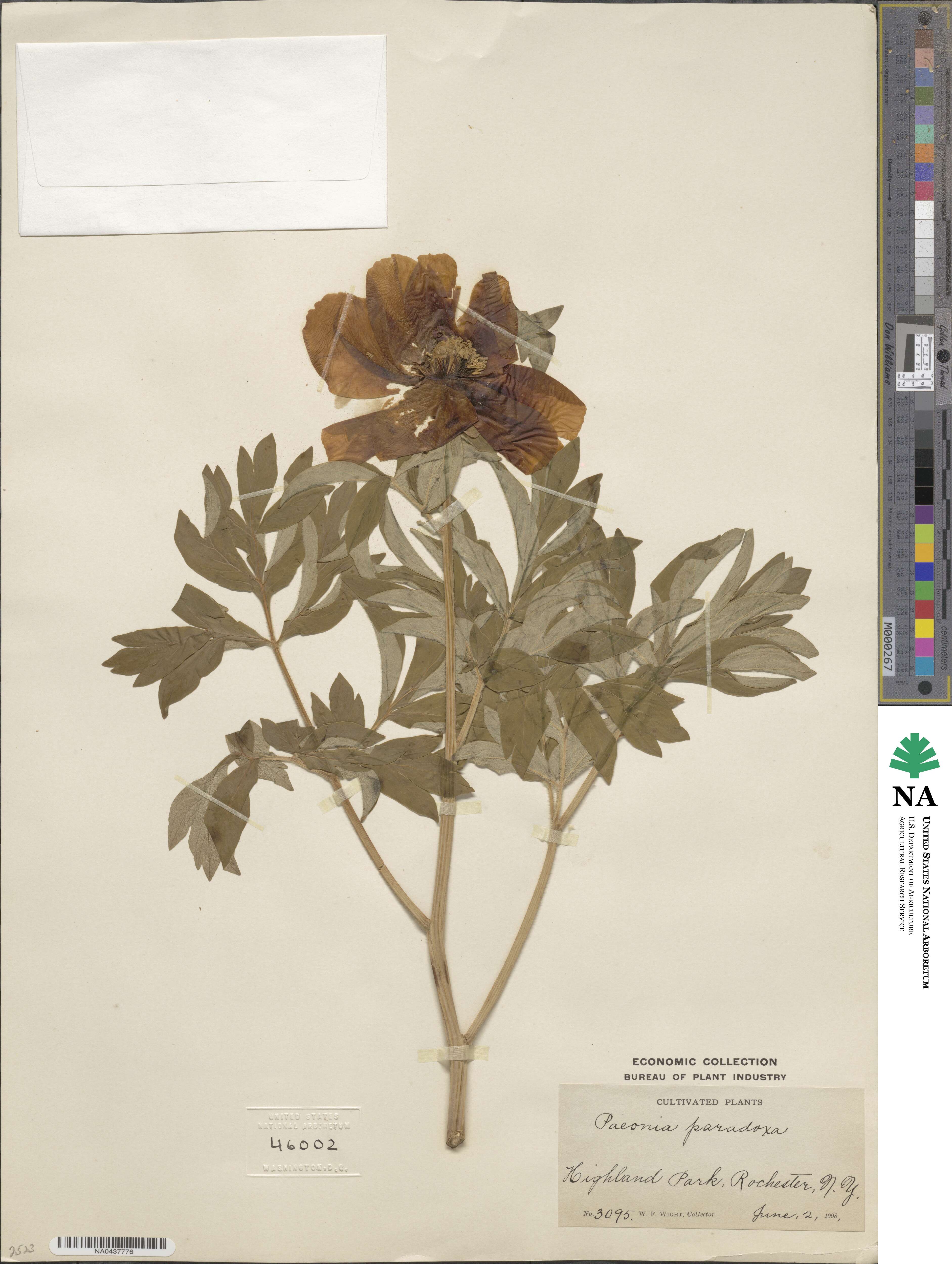 Paeonia officinalis image