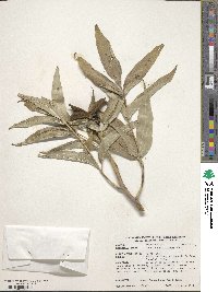 Image of Paeonia suffruticosa