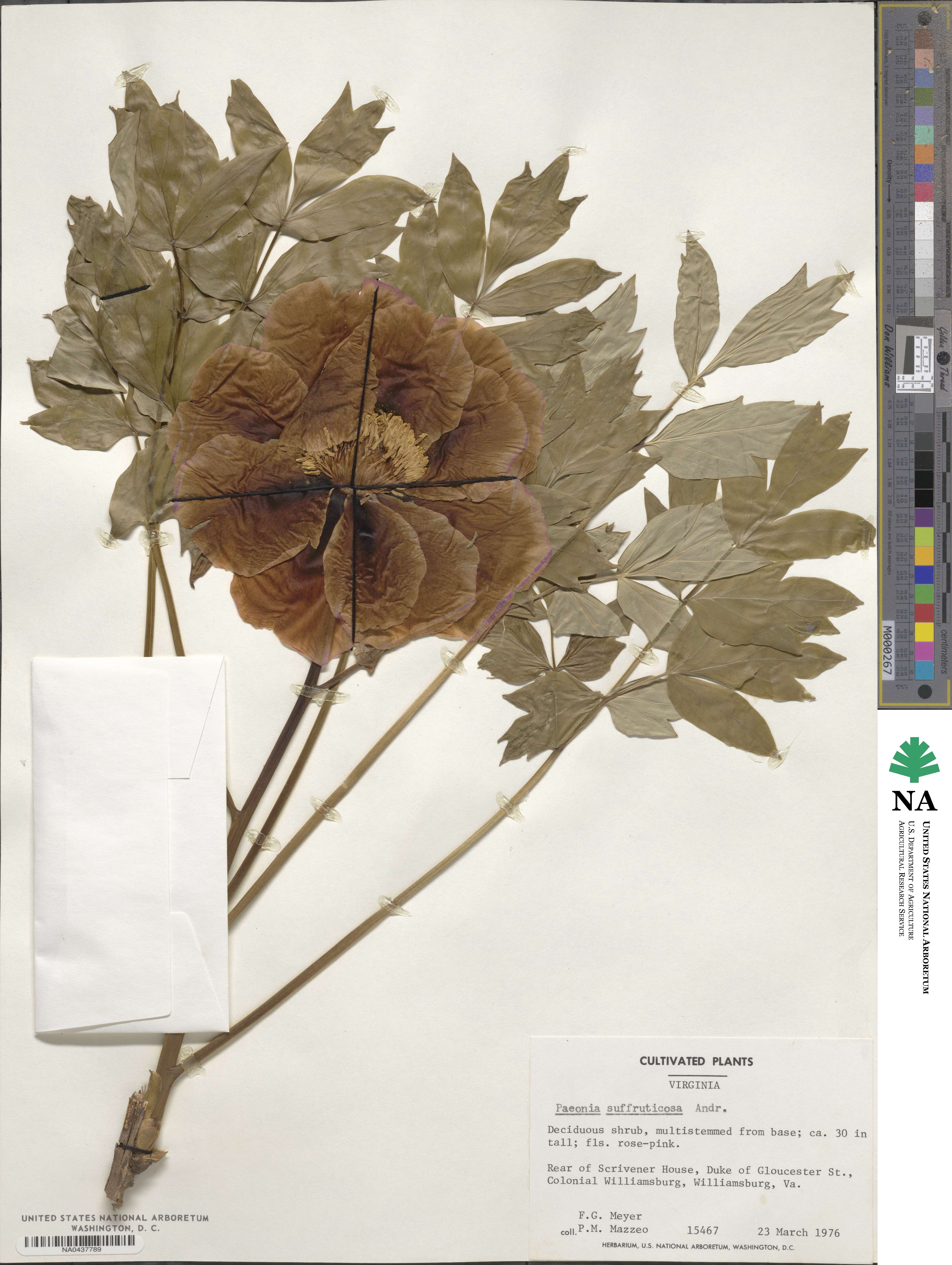 Paeoniaceae image