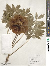 Paeonia suffruticosa image