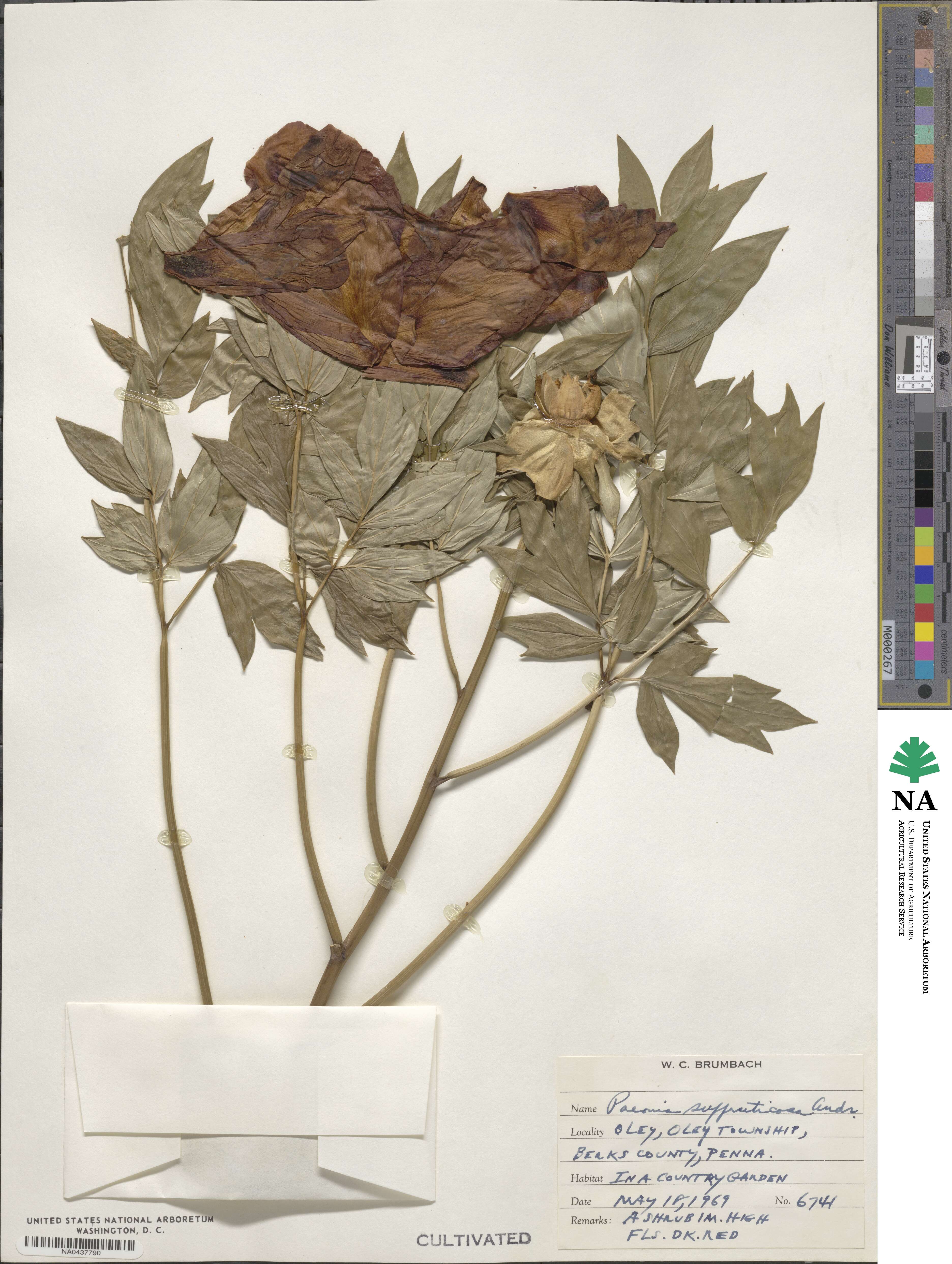 Paeonia suffruticosa image