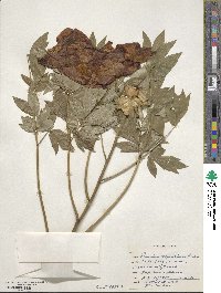 Paeonia suffruticosa image