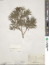 Paeonia tenuifolia image