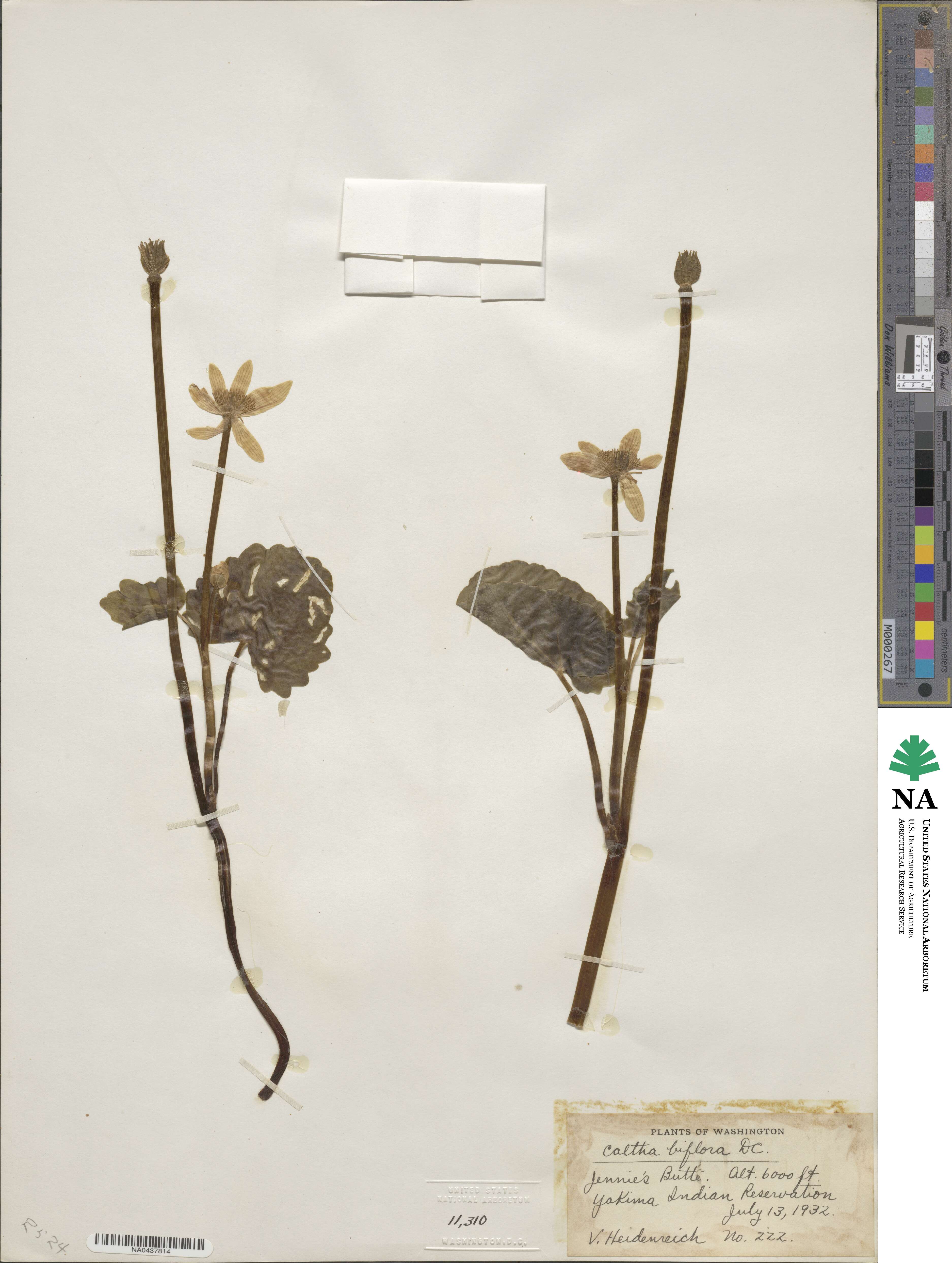 Caltha biflora image