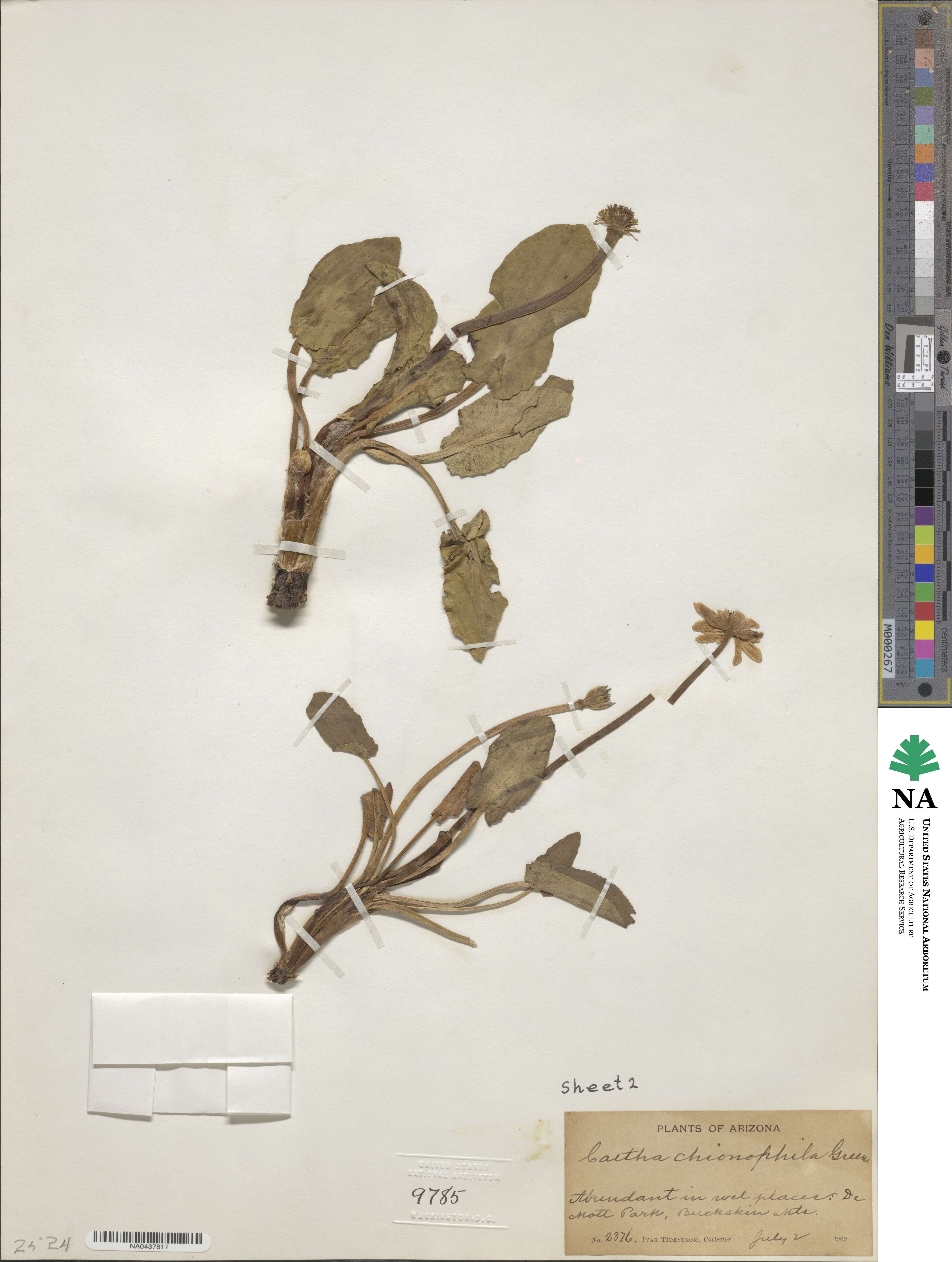 Caltha leptosepala image
