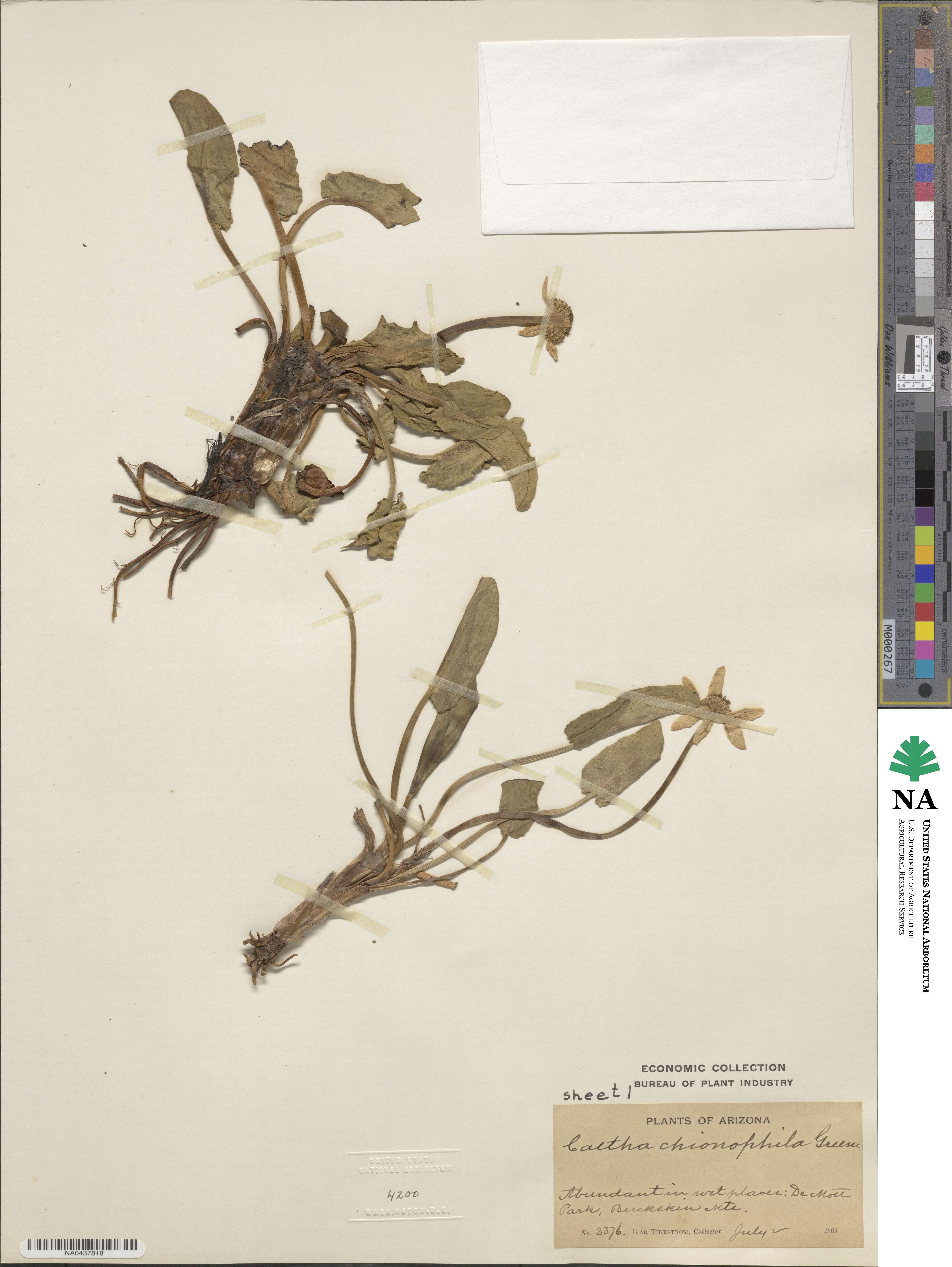 Caltha leptosepala image