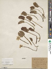 Caltha leptosepala image