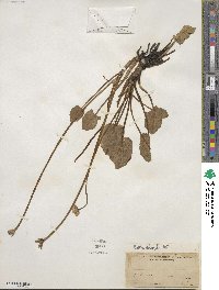 Caltha leptosepala image