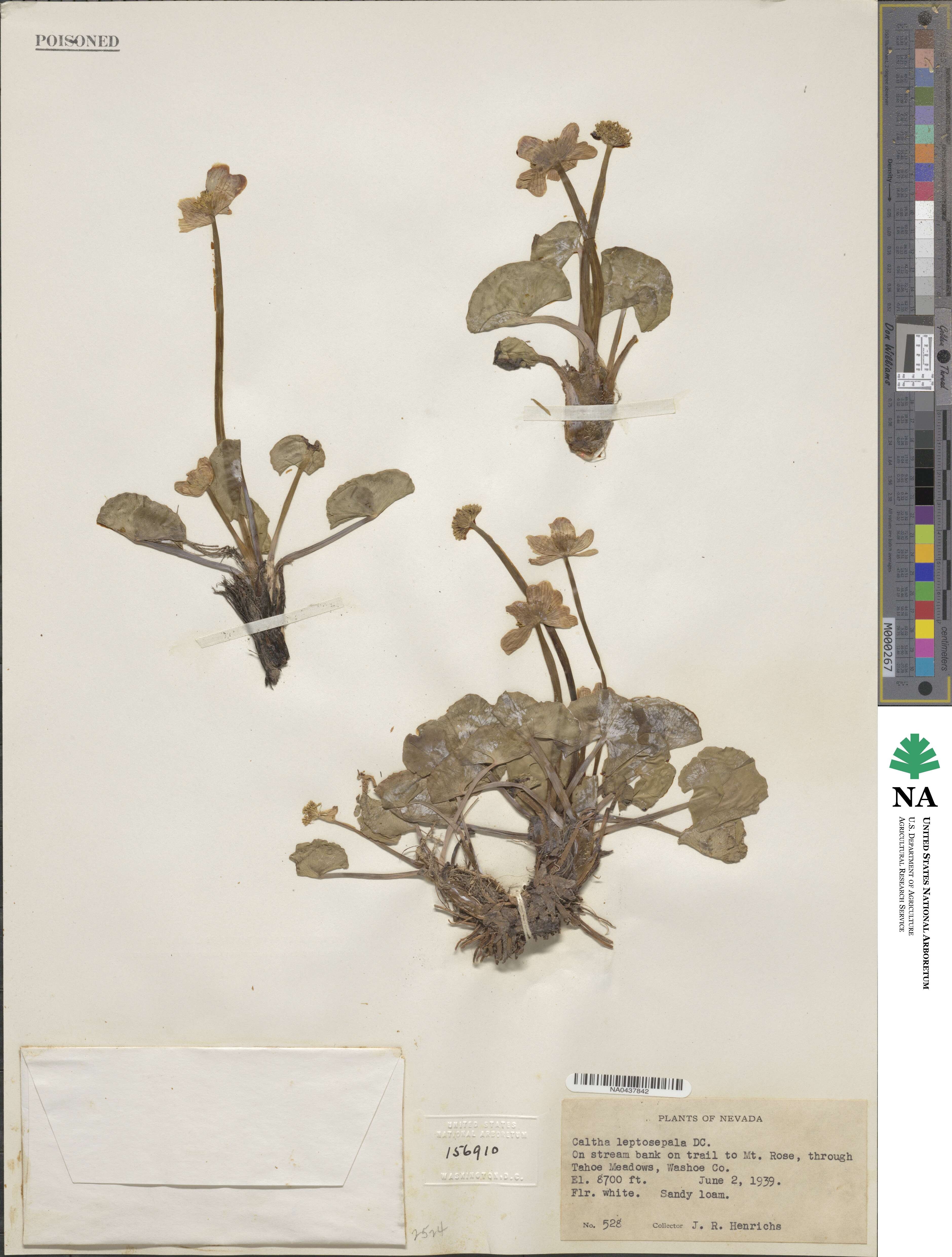 Caltha leptosepala image