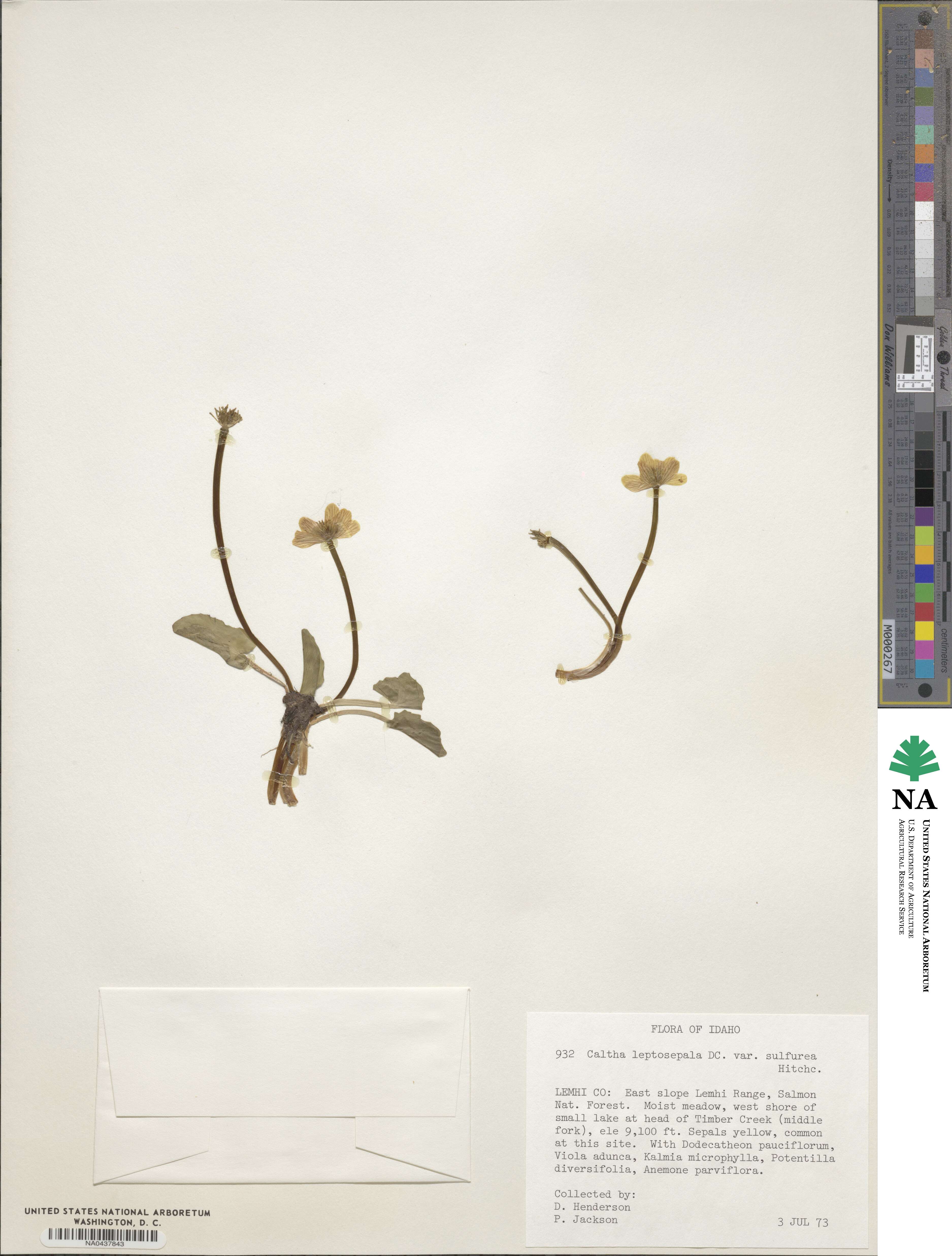 Caltha leptosepala image