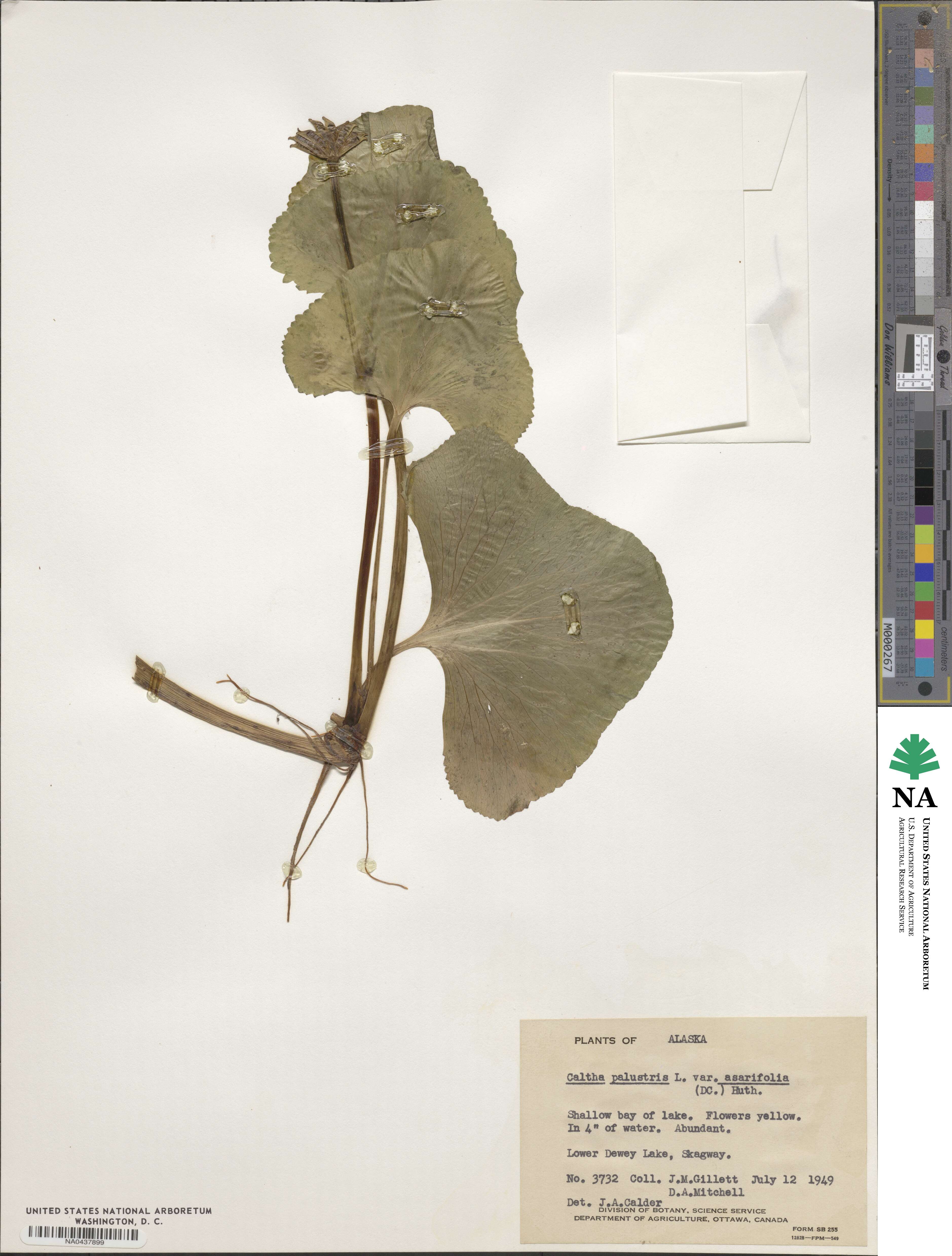 Caltha palustris image