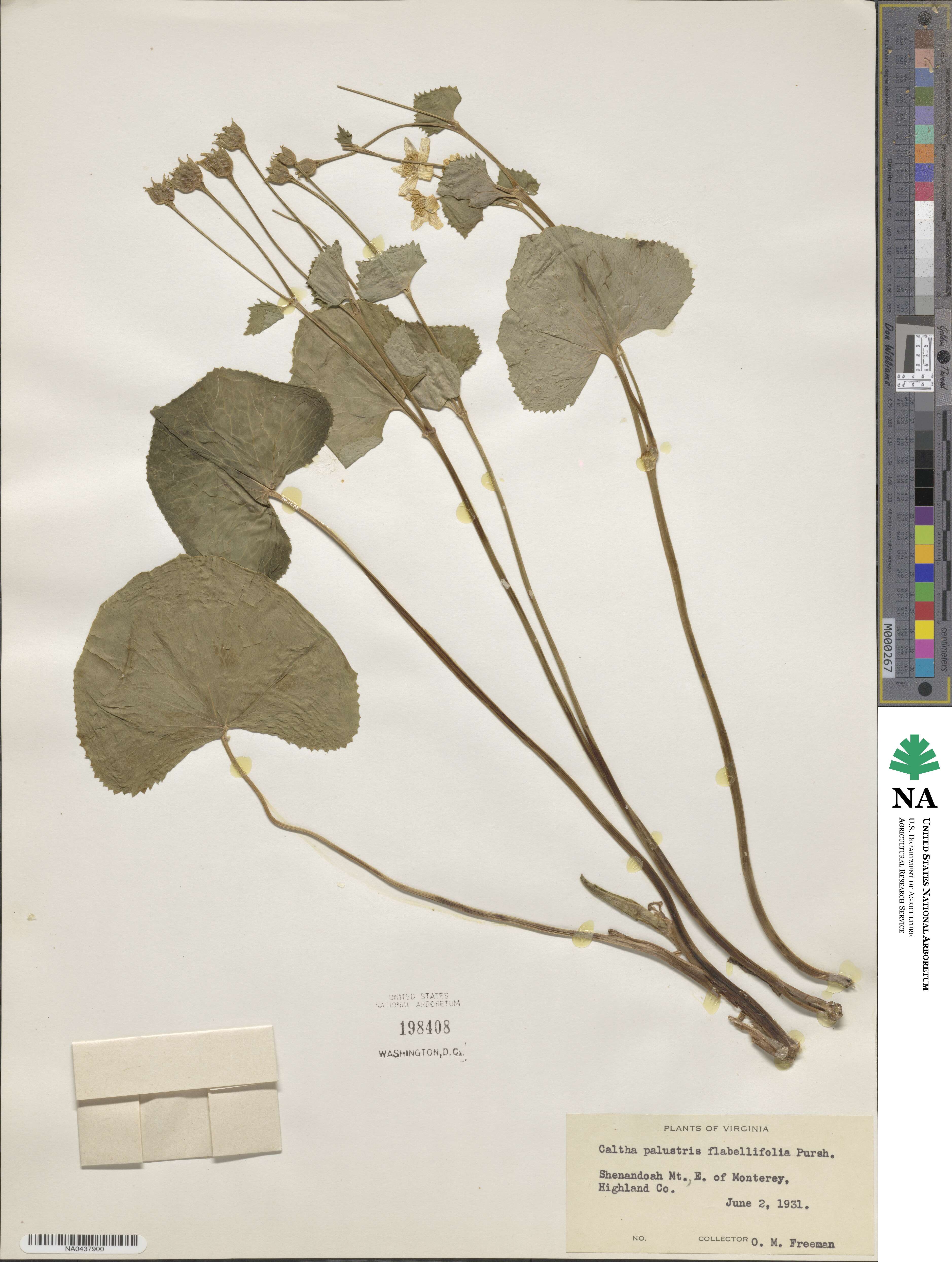 Caltha palustris var. radicans image