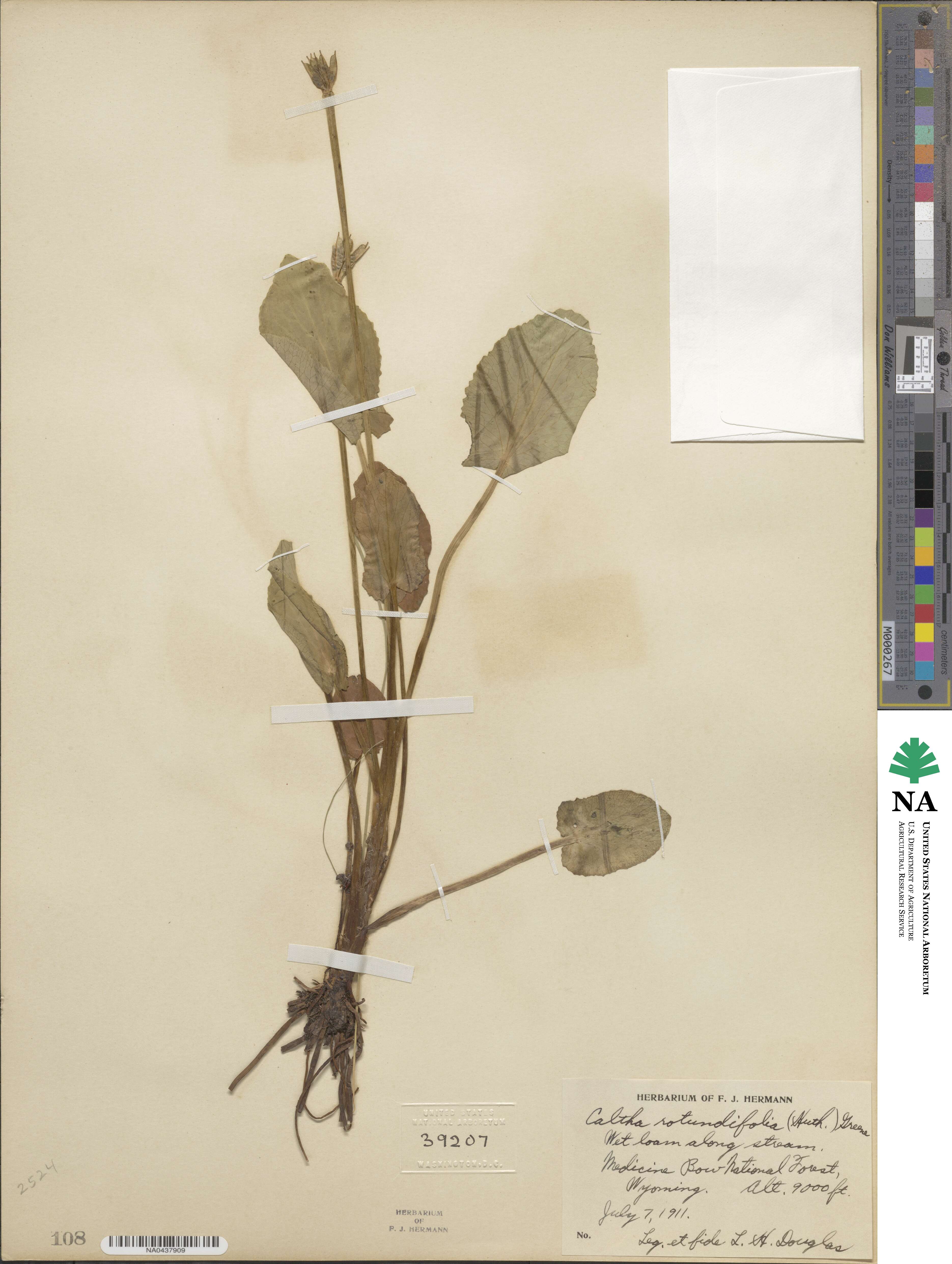 Caltha leptosepala image