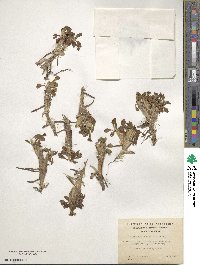 Caltha appendiculata image