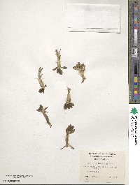 Caltha appendiculata image