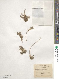Caltha appendiculata image