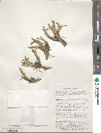 Caltha appendiculata image