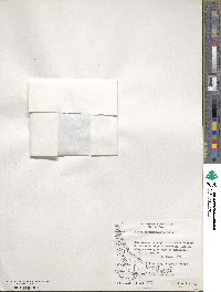 Caltha appendiculata image