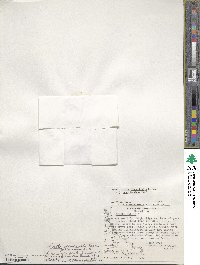 Caltha appendiculata image