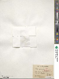 Caltha appendiculata image