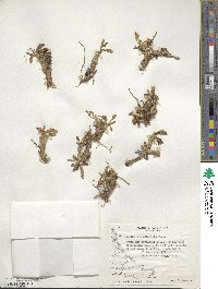 Caltha appendiculata image