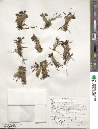 Caltha appendiculata image