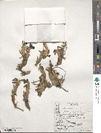 Caltha appendiculata image
