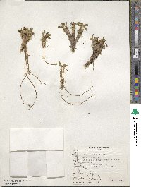 Caltha appendiculata image