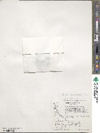 Caltha appendiculata image