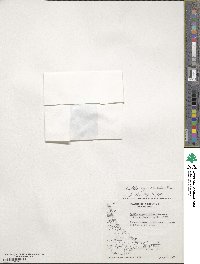 Caltha appendiculata image
