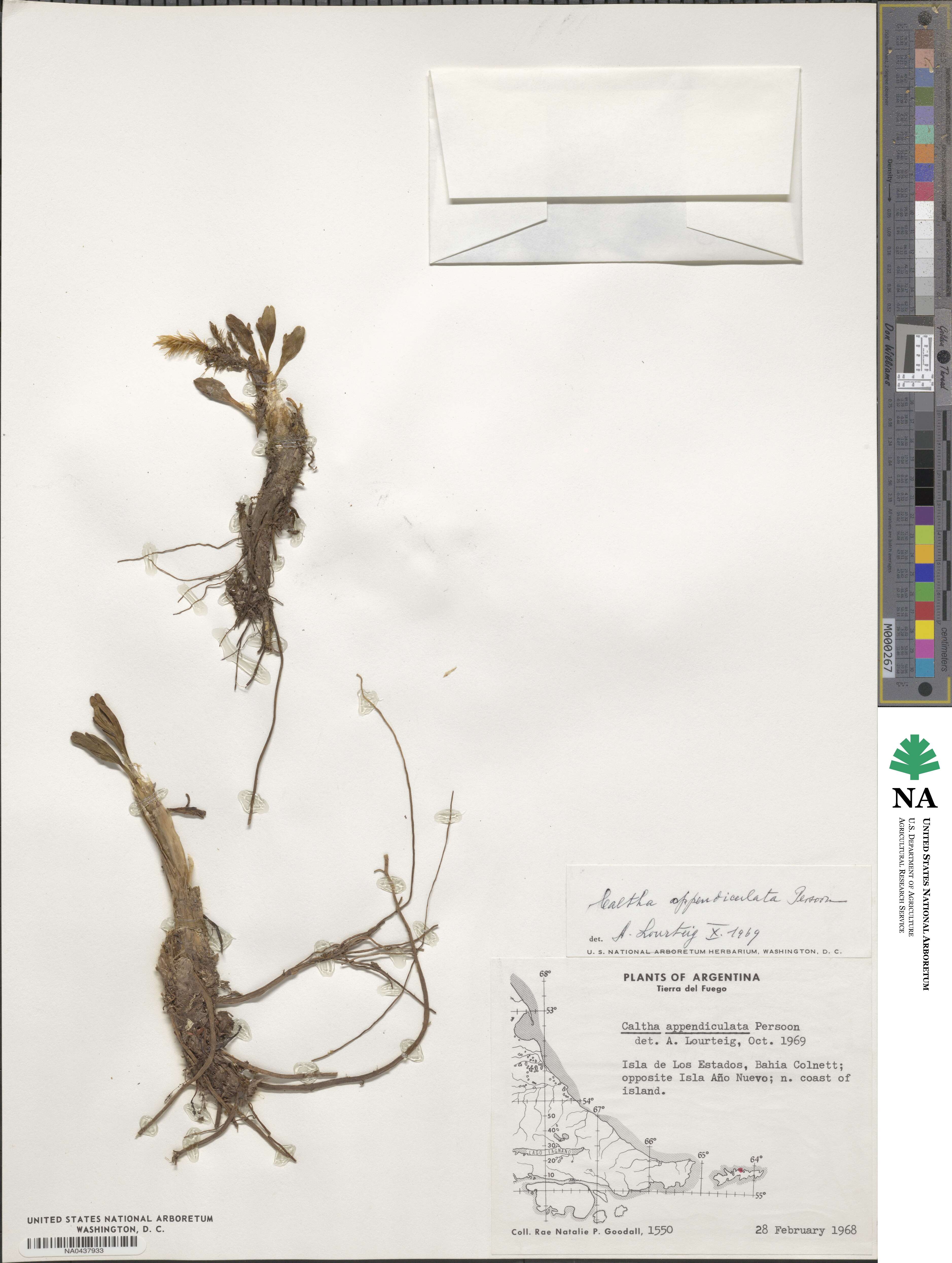 Caltha image