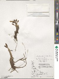 Caltha appendiculata image