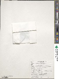 Caltha appendiculata image