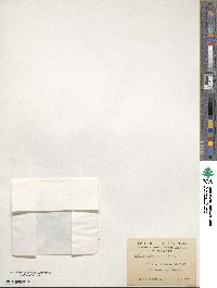 Caltha appendiculata image