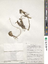 Caltha appendiculata image