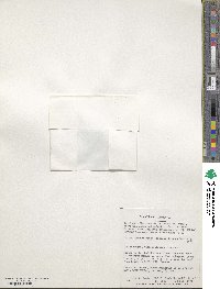 Caltha appendiculata image