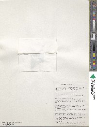 Caltha appendiculata image