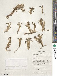Caltha dioneifolia image
