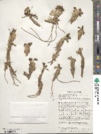 Caltha dioneifolia image