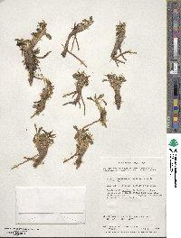 Caltha dioneifolia image