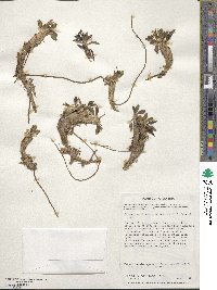 Caltha dioneifolia image