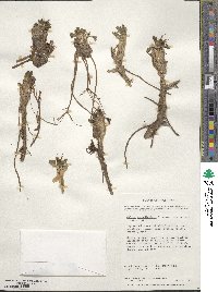 Caltha dioneifolia image