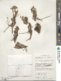 Caltha dioneifolia image