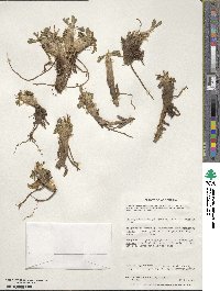 Caltha dioneifolia image