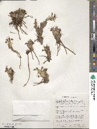 Caltha dioneifolia image
